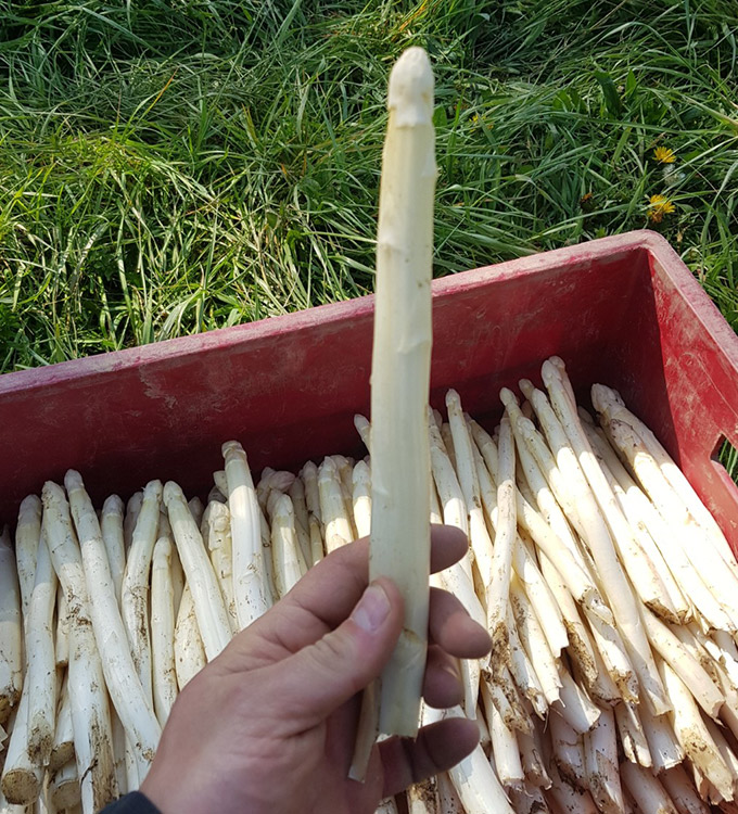 vente d'asperges